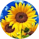 Deirdre Lee profile picture